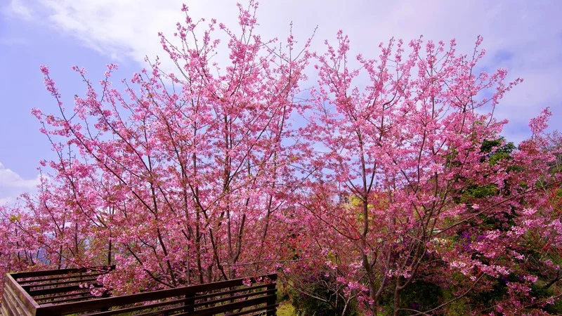 Cherry blossoms in full bloom in Taiwan, showcasing spring's vibrant colors.